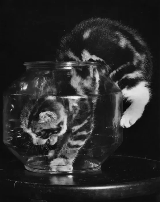 Framed Print : Kitten explores empty fishbowl Framed Print : Kitten explores empty fishbowl