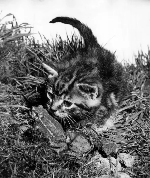 Framed Print : Kitten and frog Framed Print : Kitten and frog