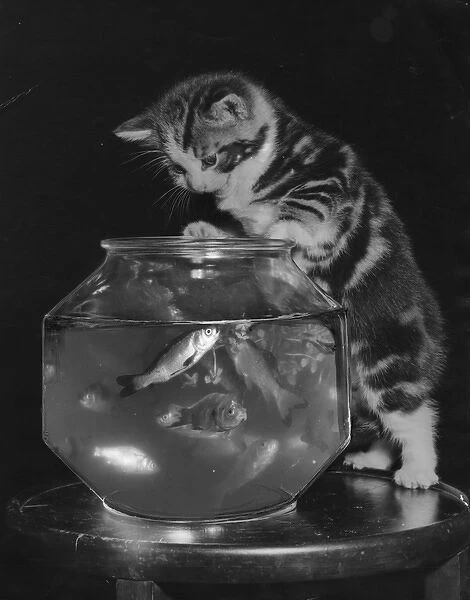Kitten mesmerised by goldfish