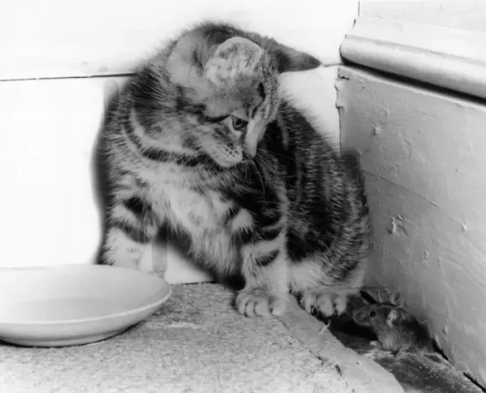 Framed Print : Kitten and mouse in the corner of a room Framed Print : Kitten and mouse in the corner of a room