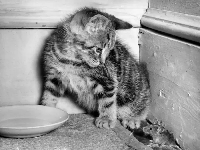 Framed Print : Kitten and mouse in the corner of a room Framed Print : Kitten and mouse in the corner of a room