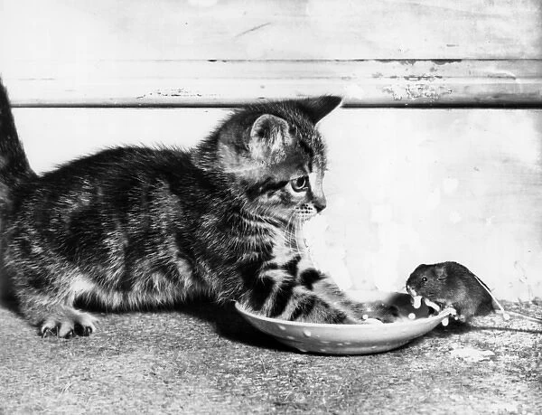 Kitten and mouse with saucer of milk