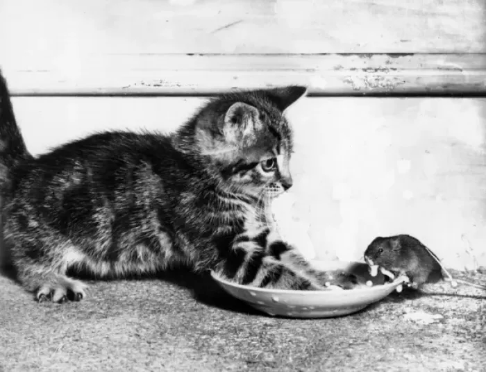 Framed Print : Kitten and mouse with saucer of milk Framed Print : Kitten and mouse with saucer of milk