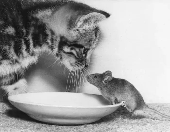 Framed Print : Kitten and Mouse with saucer of milk Framed Print : Kitten and Mouse with saucer of milk