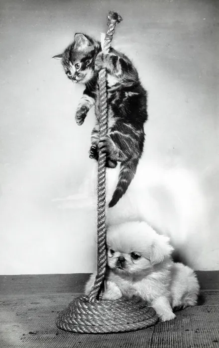 Framed Print : A Kitten and a puppy attempting the Indian Rope Trick