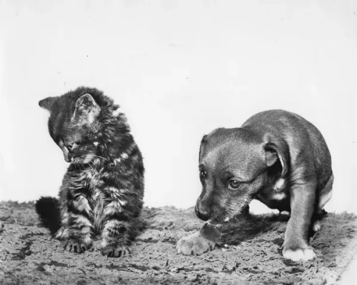 Framed Print : Kitten and puppy looking subdued Framed Print : Kitten and puppy looking subdued