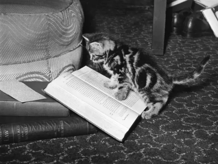 Framed Print : Kitten Reads Book Framed Print : Kitten Reads Book