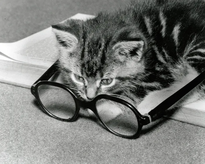 Framed Print : Kitten sitting on a book peers through a pair of spectacles Framed Print : Kitten sitting on a book peers through a pair of spectacles