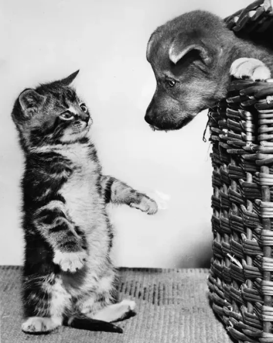 Framed Print : Kitten surprised to see puppy in a basket Framed Print : Kitten surprised to see puppy in a basket
