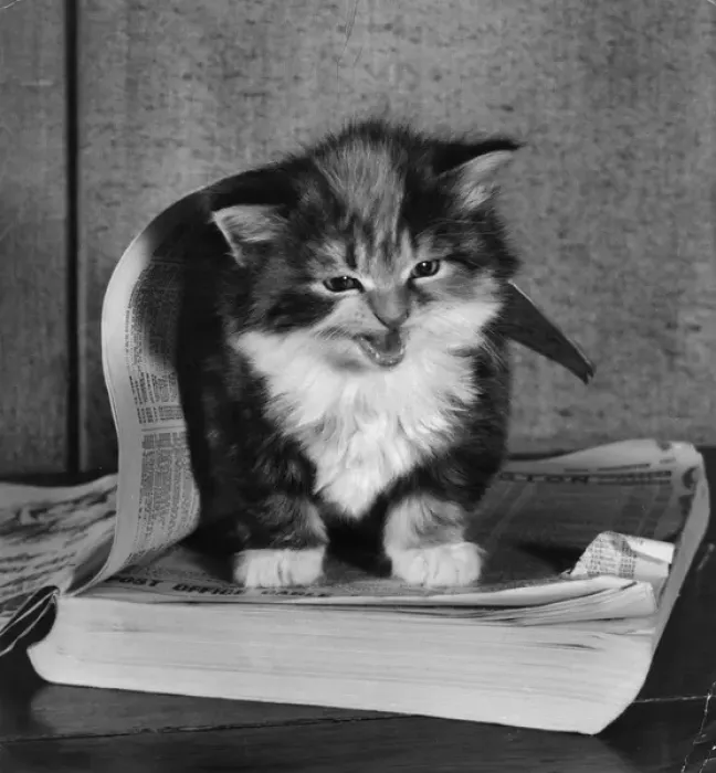 Framed Print : Kitten with telephone directory Framed Print : Kitten with telephone directory