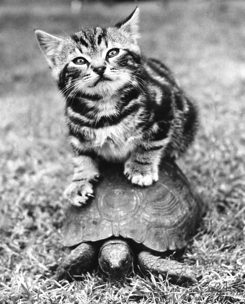 Kitten and Tortoise