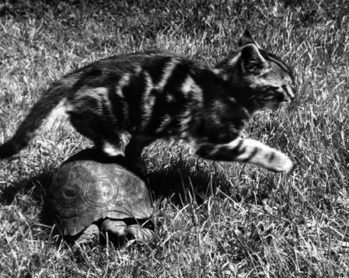 Framed Print : Kitten and tortoise Framed Print : Kitten and tortoise