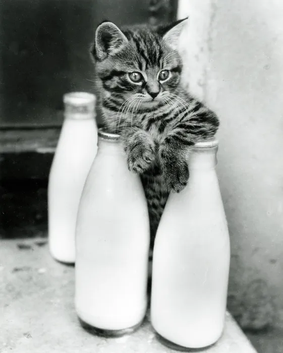 Framed Print : A Kitten trying to escape from a three milk bottle sandwich Framed Print : A Kitten trying to escape from a three milk bottle sandwich