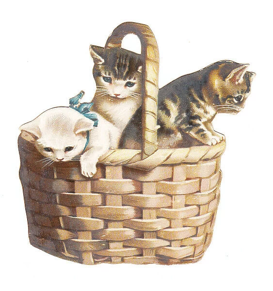 Three kittens in a basket on a cutout greetings card