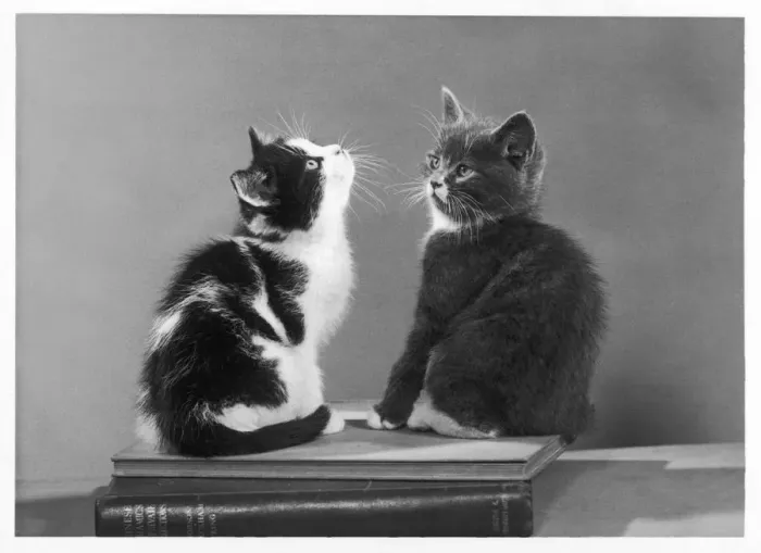 Framed Print : Two Kittens on Books Framed Print : Two Kittens on Books