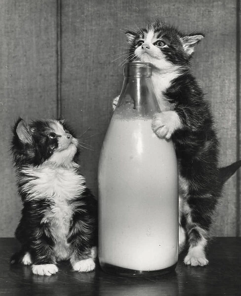 Two kittens with a bottle of milk