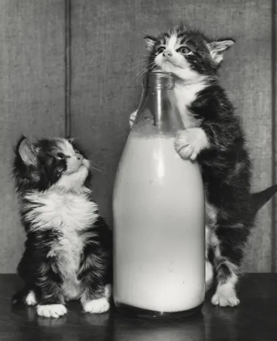 Framed Print : Two kittens with a bottle of milk Framed Print : Two kittens with a bottle of milk