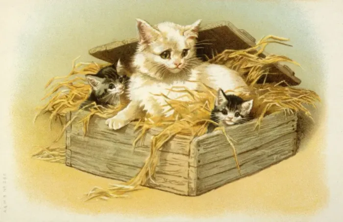 Framed Print : Kittens in a Box Framed Print : Kittens in a Box