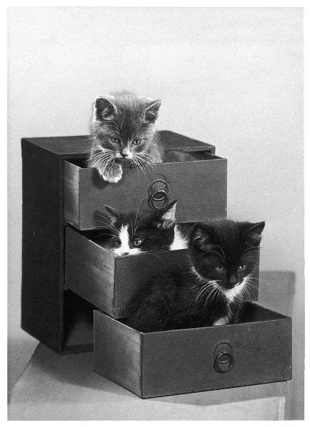 Three Kittens in Drawers