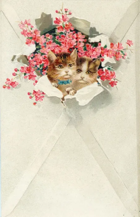 Framed Print : Two kittens in an envelope on a greetings postcard Framed Print : Two kittens in an envelope on a greetings postcard