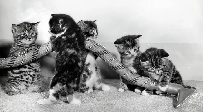 Framed Print : Five kittens helping with the hoovering Framed Print : Five kittens helping with the hoovering