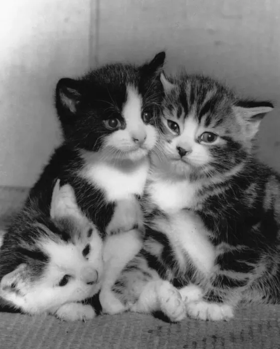 Framed Print : Three kittens huddled together Framed Print : Three kittens huddled together