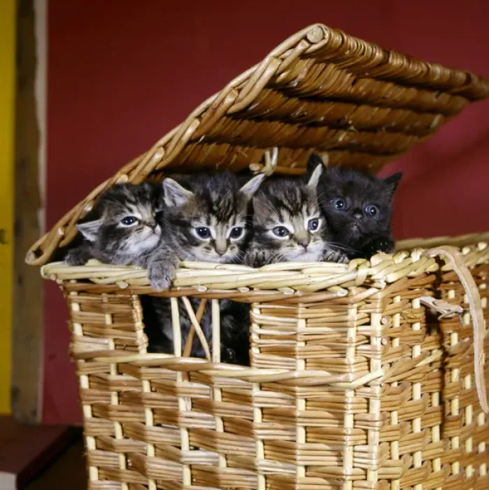 Framed Print : Four kittens inside a basket Framed Print : Four kittens inside a basket