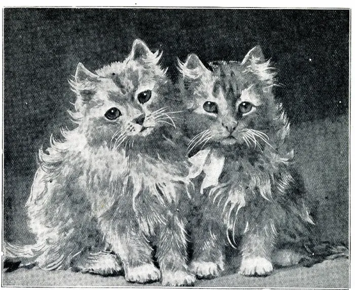 Framed Print : Two Kittens by Louis Wain Framed Print : Two Kittens by Louis Wain