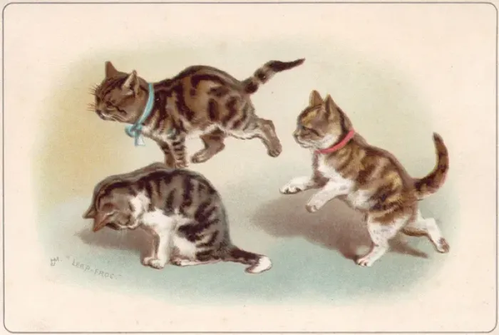 Framed Print : Three kittens playing leapfrog on a greetings card Framed Print : Three kittens playing leapfrog on a greetings card