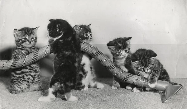 Kittens playing with a vacuum cleaner hose