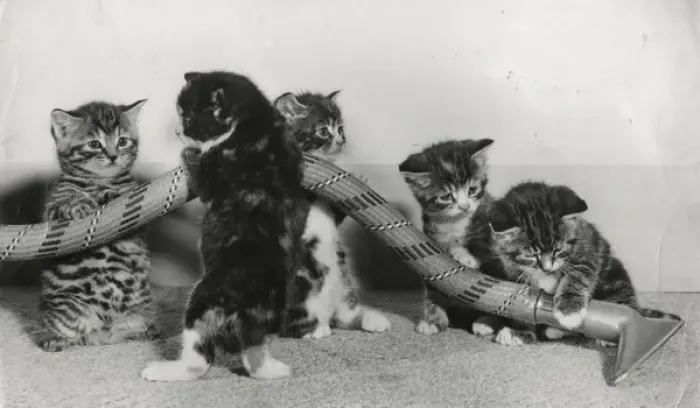 Framed Print : Kittens playing with a vacuum cleaner hose Framed Print : Kittens playing with a vacuum cleaner hose