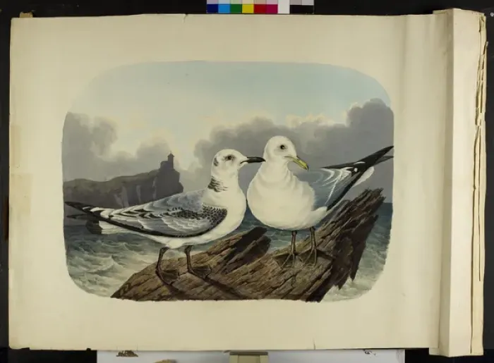 Framed Print : The Kittiwake gull, immature and adult Rissa tridactyla Framed Print : The Kittiwake gull, immature and adult Rissa tridactyla