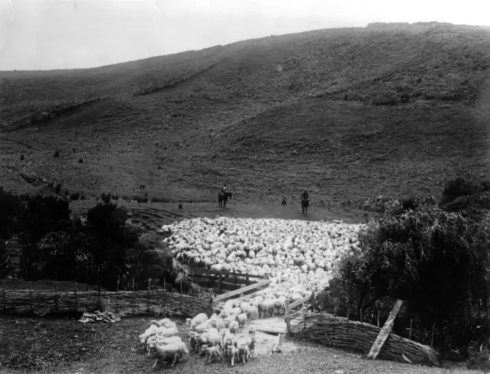 Framed Print : Kiwi Sheep Farming Framed Print : Kiwi Sheep Farming