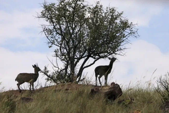 Framed Print : Klipspringer - feeding at tree Framed Print : Klipspringer - feeding at tree