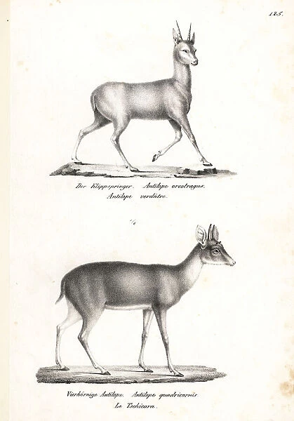 Klipspringer and four-horned antelope (vulnerable)