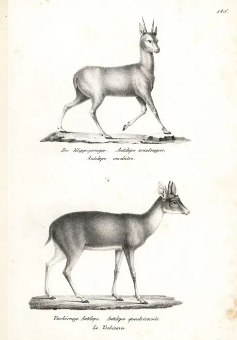 Framed Print : Klipspringer and four-horned antelope (vulnerable) Framed Print : Klipspringer and four-horned antelope (vulnerable)
