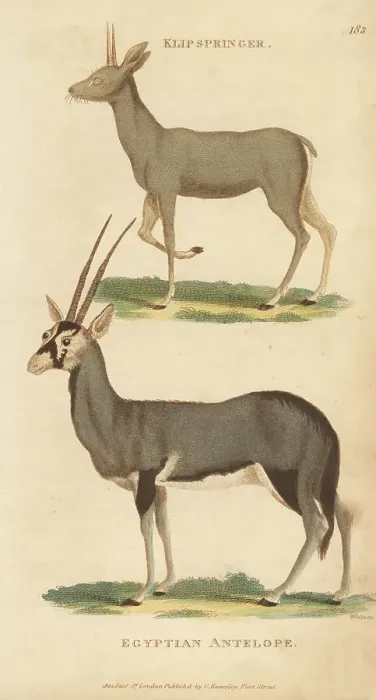 Framed Print : Klipspringer and gemsbok Framed Print : Klipspringer and gemsbok
