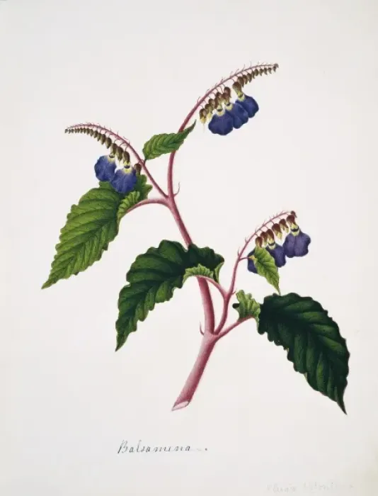 Framed Print : Klugia notoniana, balsamina Framed Print : Klugia notoniana, balsamina