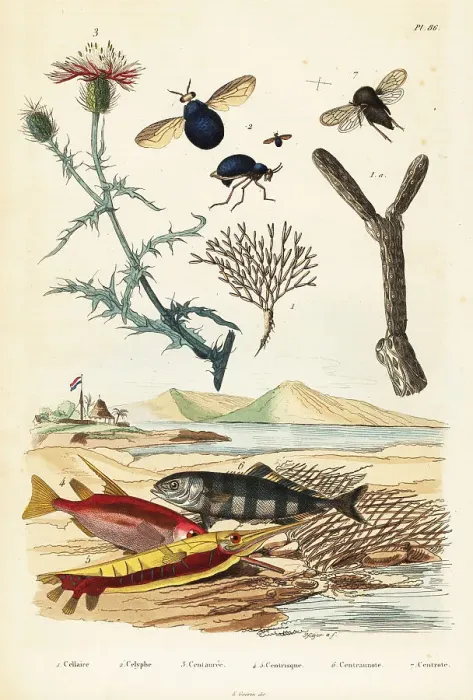 Framed Print : Knapweed, fish and beetle flies Framed Print : Knapweed, fish and beetle flies
