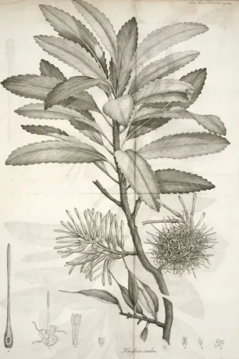 Framed Print : Knightia excelsa, rewarewa Framed Print : Knightia excelsa, rewarewa