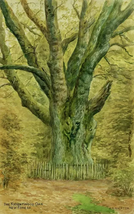 Framed Print : Knightwood Oak, New Forest, Hampshire Framed Print : Knightwood Oak, New Forest, Hampshire