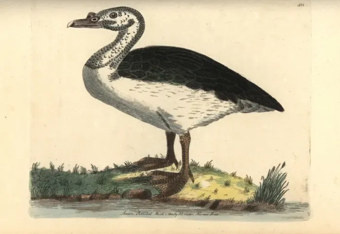 Framed Print : Knob-billed or comb duck, Sarkidiornis melanotos Framed Print : Knob-billed or comb duck, Sarkidiornis melanotos