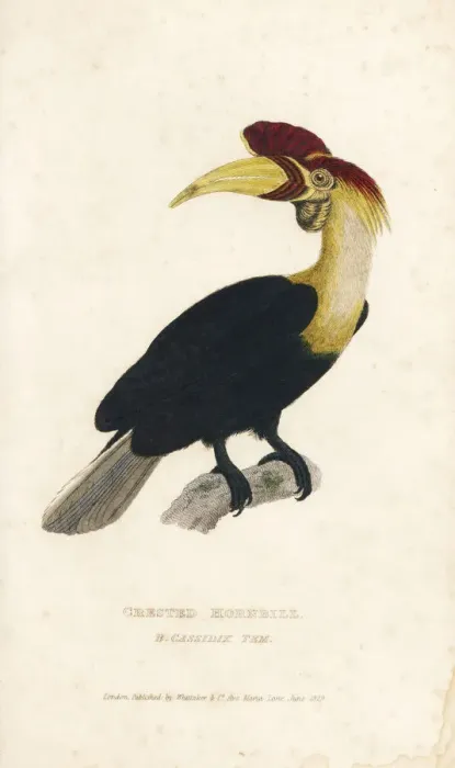 Framed Print : Knobbed hornbill, Aceros cassidix. Vulnerable Framed Print : Knobbed hornbill, Aceros cassidix. Vulnerable