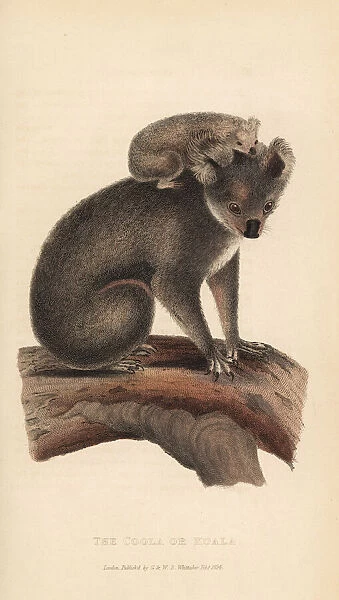 Koala or coola, Phascolarctos cinereus