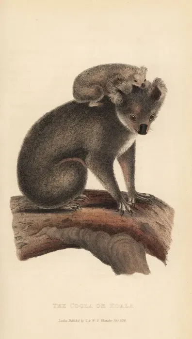Framed Print : Koala or coola, Phascolarctos cinereus Framed Print : Koala or coola, Phascolarctos cinereus