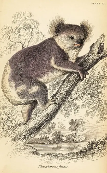 Framed Print : Koala, Phascolarctos cinereus Framed Print : Koala, Phascolarctos cinereus