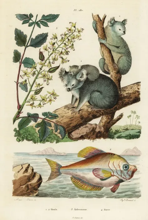 Framed Print : Koala, varnish tree and Indian humphead Framed Print : Koala, varnish tree and Indian humphead