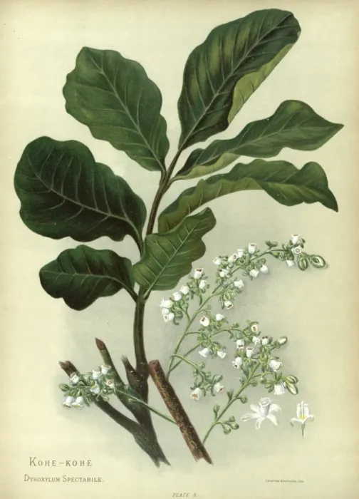 Framed Print : Kohe-Kohe or Dysoxylum Spectabile Framed Print : Kohe-Kohe or Dysoxylum Spectabile