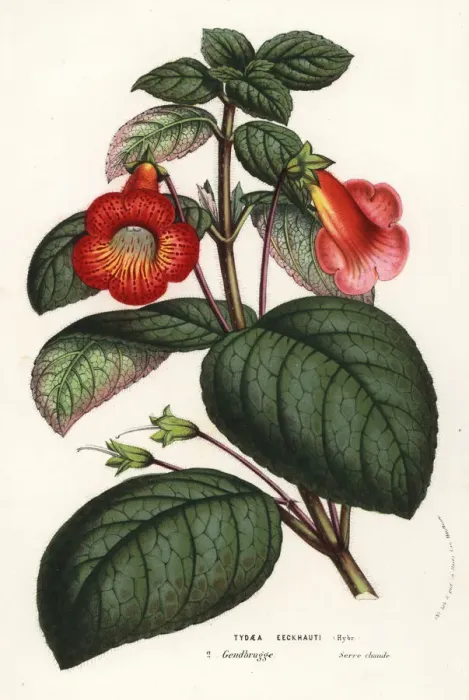 Framed Print : Kohleria eeckhauti Framed Print : Kohleria eeckhauti