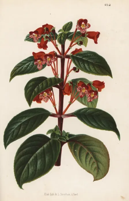 Framed Print : Kohleria inaequalis var. ocellata Framed Print : Kohleria inaequalis var. ocellata